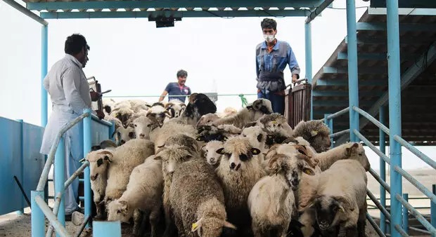 صادرات دام به دلیل افزایش قیمت گوشت قرمز متوقف شد