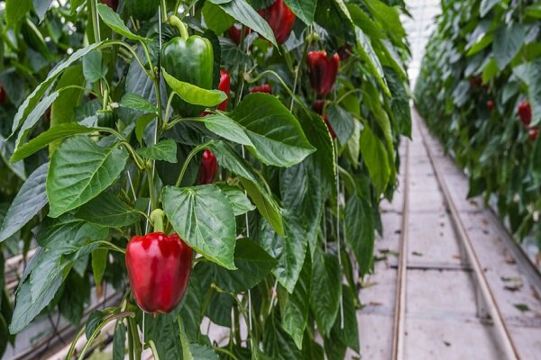 تعیین تکلیف فلفلهای برگشت خورده یزد در گرو پول/ جواب آماده است