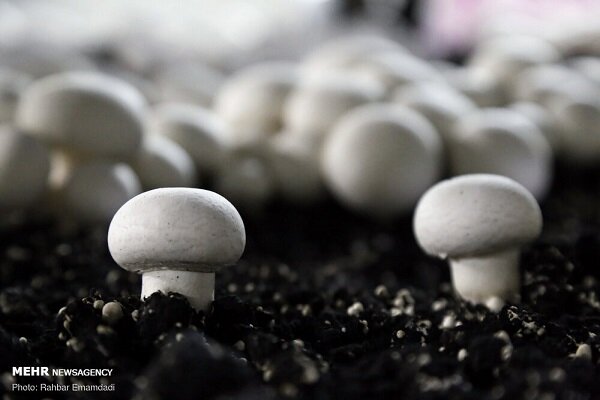 تولید سالانه ۶ هزار تن قارچ در چهارمحال و بختیاری
