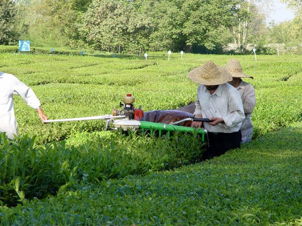 بازگشت یکهزار هکتاری باغات چای به چرخه تولید در سال ۱۴۰۰