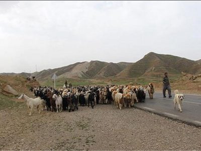 دولت دام عشایر را کیلویی ۷۰ هزار تومان میخرد
