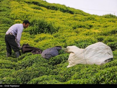 پرداخت تسهیلات کم بهره به چایکاران برای خرید ماشین آلات کشاورزی