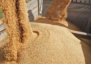 گندم ۲۵ دلار و خوراک دام ۱۰ دلار در یک روز افزایش یافت