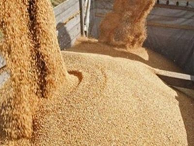 گندم ۲۵ دلار و خوراک دام ۱۰ دلار در یک روز افزایش یافت