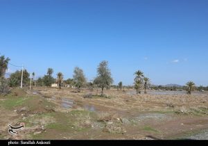 تفاهم اولیه با چین برای فاینانس طرح کشاورزی ۵۵۰ هزارهکتاری خوزستان و ایلام