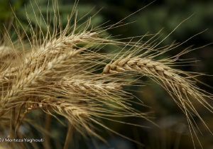 اصلاح قیمت خرید تضمینی گندم در حال بررسی است