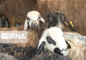 صادرات دام زنده سبک و سنگین ممنوع شد