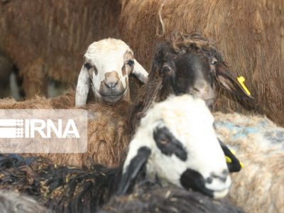 صادرات دام زنده سبک و سنگین ممنوع شد