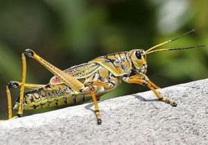 ملخ های صحرایی اوایل فروردین وارد کشور می شوند