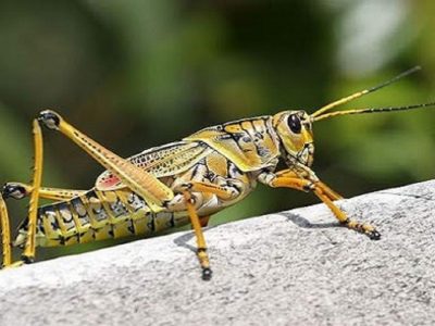 ملخ های صحرایی اوایل فروردین وارد کشور می شوند