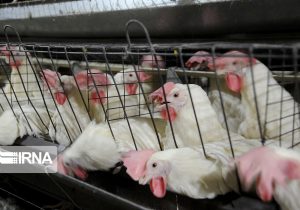 روزانه ۱۰ تن گوشت مرغ در گالیکش تولید می شود