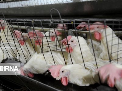 روزانه ۱۰ تن گوشت مرغ در گالیکش تولید می شود