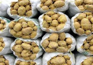 عرضه سیب زمینی قطره چکانی در حال انجام است