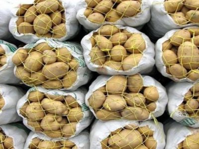 عرضه سیب زمینی قطره چکانی در حال انجام است