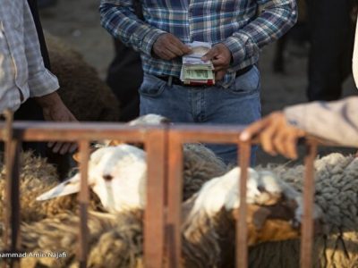 مجوز صادرات دام در آبان، میزان قاچاق را کم کرد