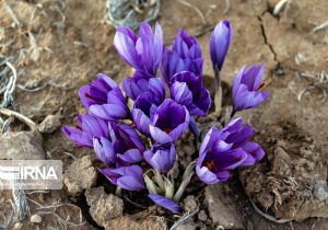 علت کاهش تولید و صادرات زعفران در سال جاری، خشکسالی است