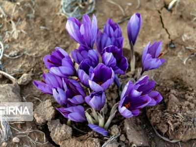 علت کاهش تولید و صادرات زعفران در سال جاری، خشکسالی است