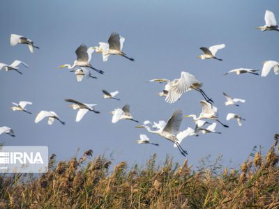 کاهش مرگ و میر پرندگان مهاجر میانکاله در سال ۱۴۰۰