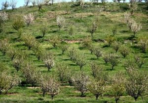 توسعه‌ی باغات همراه با مطالعات بازار ضروری است