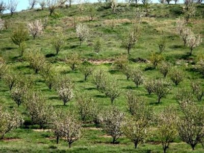 توسعه‌ی باغات همراه با مطالعات بازار ضروری است