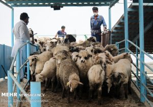 صادرات دام سبک و سنگین ممنوع شد