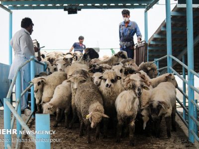 صادرات دام سبک و سنگین ممنوع شد