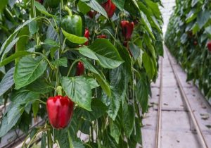 روس‌ها دوشنبه جاری به تهران می‌آیند/ از سرگیری صادرات فلفل دلمه