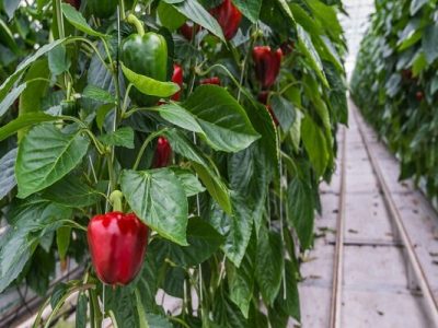 روس‌ها دوشنبه جاری به تهران می‌آیند/ از سرگیری صادرات فلفل دلمه