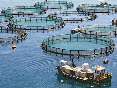 جذب سرمایه‌گذار برای پرورش ماهی در قفس در دریاچه سد مارون