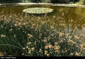 کاهش ۱۴ درصدی ورودی آب به مخازن سدها/باغ گیاه شناسی ملی ایران در معرض تخریب قرار گرفت