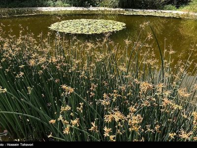کاهش ۱۴ درصدی ورودی آب به مخازن سدها/باغ گیاه شناسی ملی ایران در معرض تخریب قرار گرفت