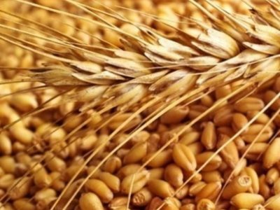 کاهش ۳۱ درصدی صادرات گندم روسیه