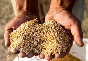 افزایش قیمت جهانی کالاهای اساسی تحت تاثیر مناقشات روسیه و اوکراین‌