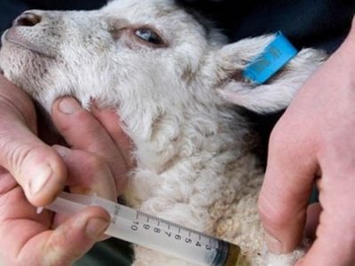 حذف ارز ۴۲۰۰ تومانی قیمت داروهای دامی را افزایش نمی‌دهد