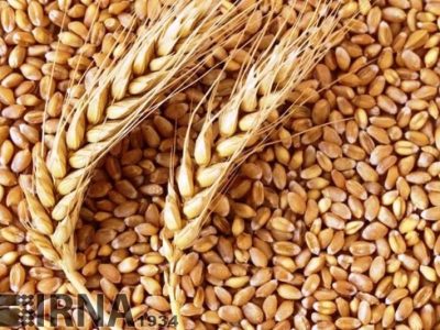 رشد بیش از ۱۰ درصدی ارزش گندم خریداری شده