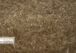 هدفگذاری برای کشت قراردادی ۲ میلیون هکتار گندم در سال زراعی آینده