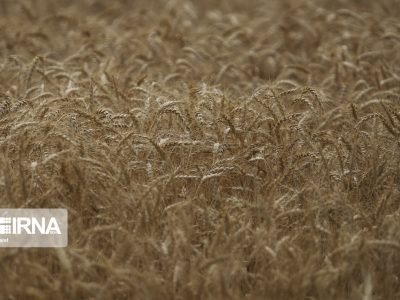 هدفگذاری برای کشت قراردادی ۲ میلیون هکتار گندم در سال زراعی آینده
