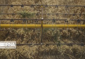 تدارک لازم برای خرید تضمینی گندم، کلزا و جو