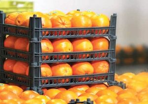 ذخیره سازی میوه در سردخانه ها، نوسان قیمت را کاهش می دهد