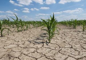 ۵۰ درصد دشت ها در معرض فرونشست هستند