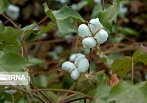 پرداخت ۱۴۰ میلیارد تومان بهای وش پنبه کاران استان فارس