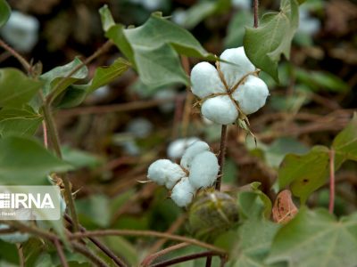 پرداخت ۱۴۰ میلیارد تومان بهای وش پنبه کاران استان فارس