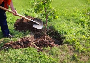 پیام معاون وزیر جهاد کشاورزی به مناسبت هفته منابع طبیعی