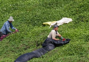 صدور ۴۳ هزار دفترچه الکترونیکی برای چایکاران در سال‌جاری