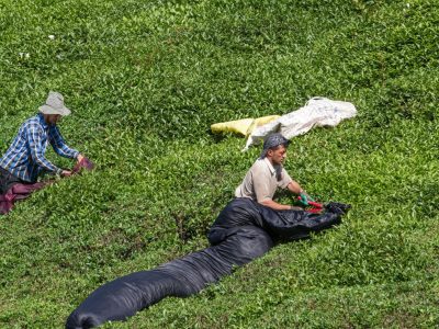 صدور ۴۳ هزار دفترچه الکترونیکی برای چایکاران در سال‌جاری