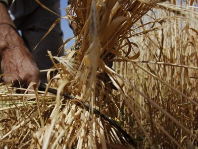 نرخ خرید تضمینی گندم ۹ هزار و ۵۰۰ تومان تعیین شد