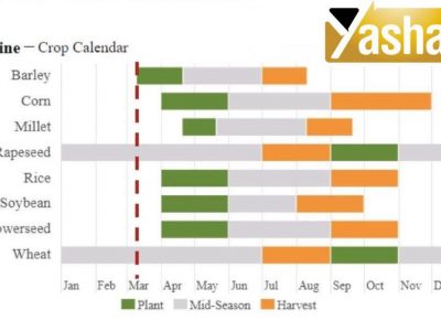 کاهش ٢٠ درصدی سطح زیر کشت دانه آفتابگردان اکراین