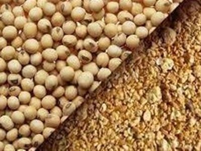 واردات دانه روغنی جایگزین کنجاله آماده شد