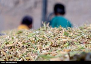 مصرف ۵ برابری آب برای کشت برنج در خوزستان