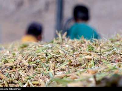 مصرف ۵ برابری آب برای کشت برنج در خوزستان